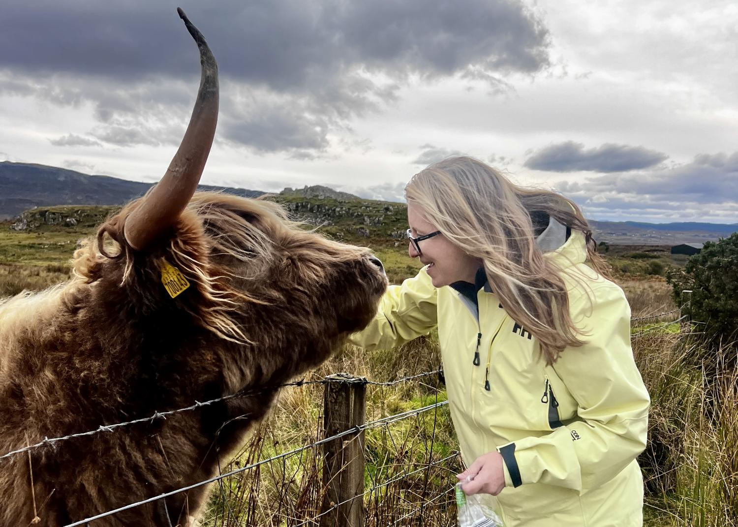 guest pets and feeds friendly hairy cow on Isle of Skye tour
