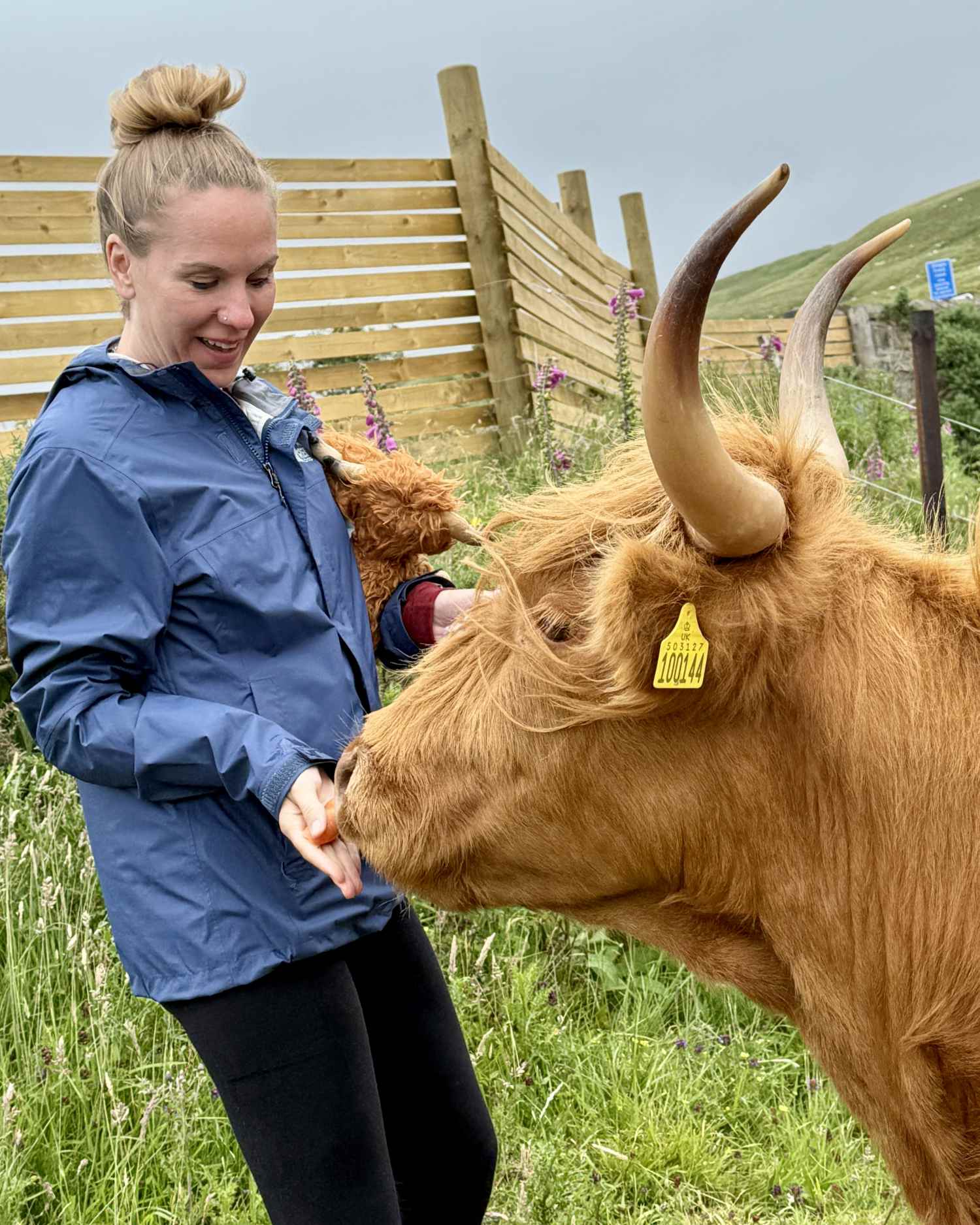guest feeding a Highland cow on Isle of Skye tour