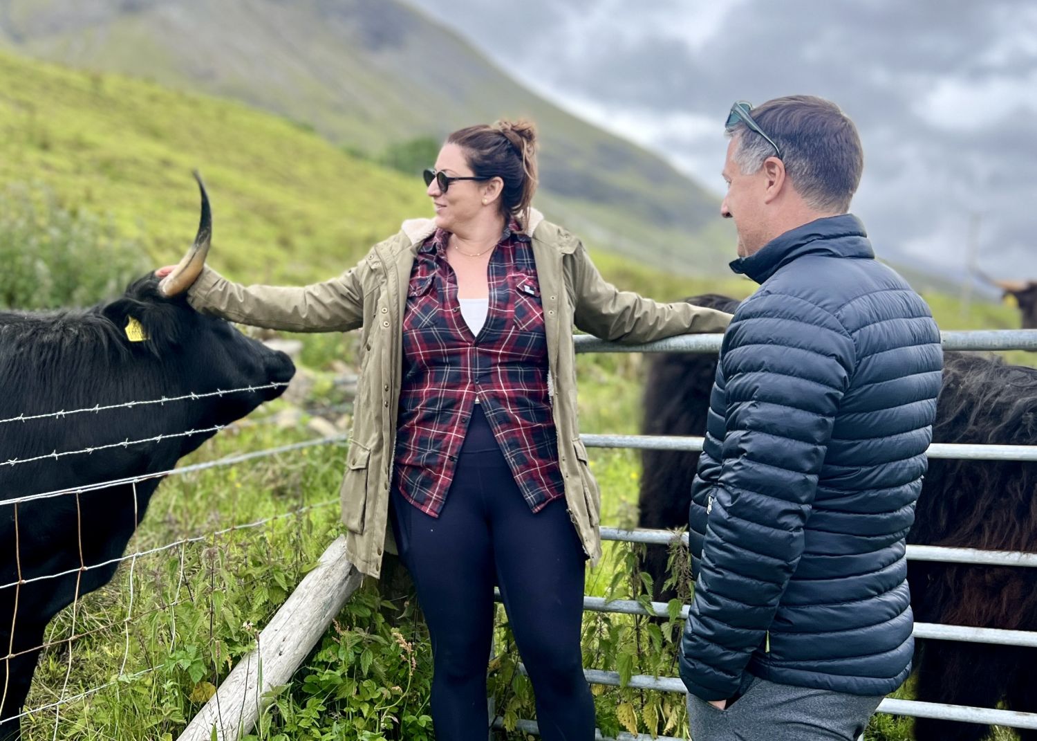 couple feeding hairy cows