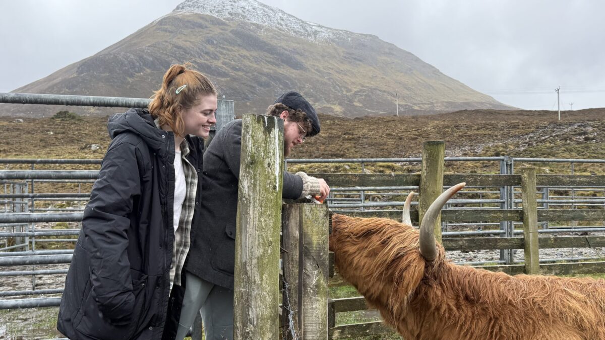 Couple feeding a Highland Cow
